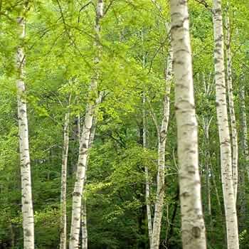 Amazon.co.jp: 白樺 苗 7号 シラカバ 日本白樺 苗木 庭木 寒冷地向き