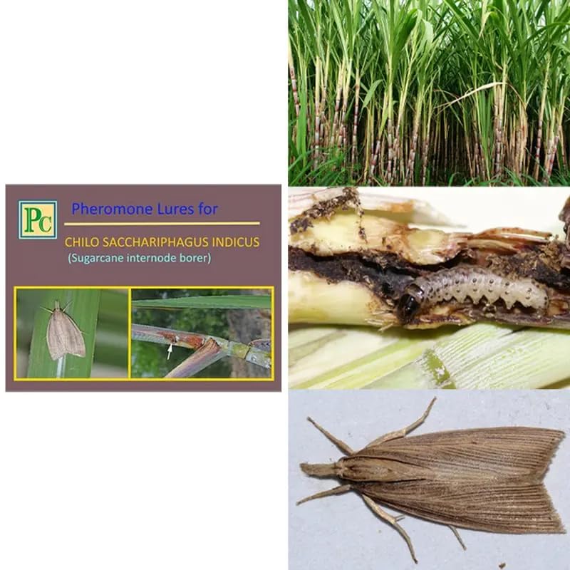 Replacement Lures for Chilo sacchariphagus indicus (Sugar Cane Internode Borer)-8pack (Sufficient for 1acre) Note : Lure Works for 30-45days-image-18
