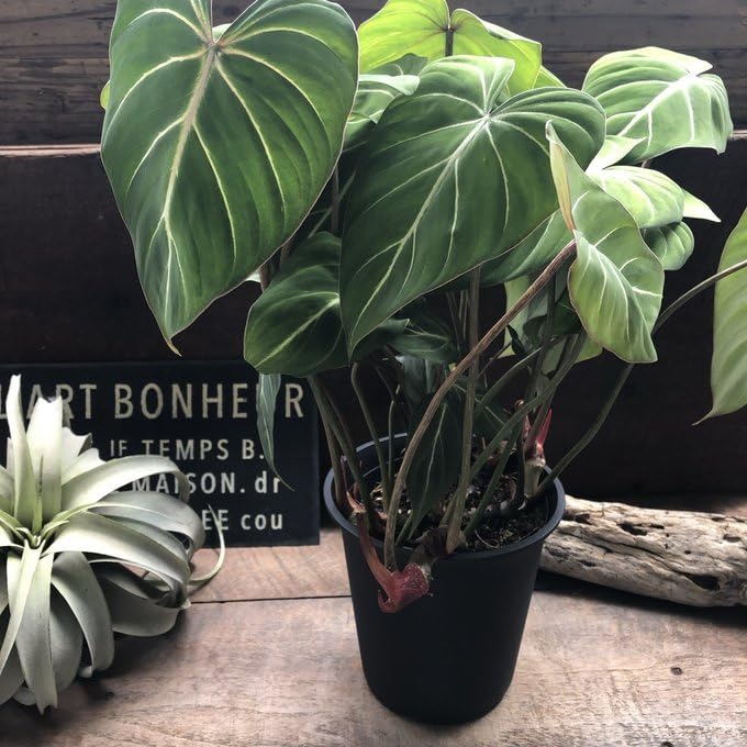 観葉植物【フィロデンドロン グロリオーサム バリエガタ】激レア品種