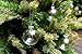 SparkleStyle Clear Round Glass Christmas Tree Baubles Spheres Ornaments, 6 cm in diameter (12-Pieces)