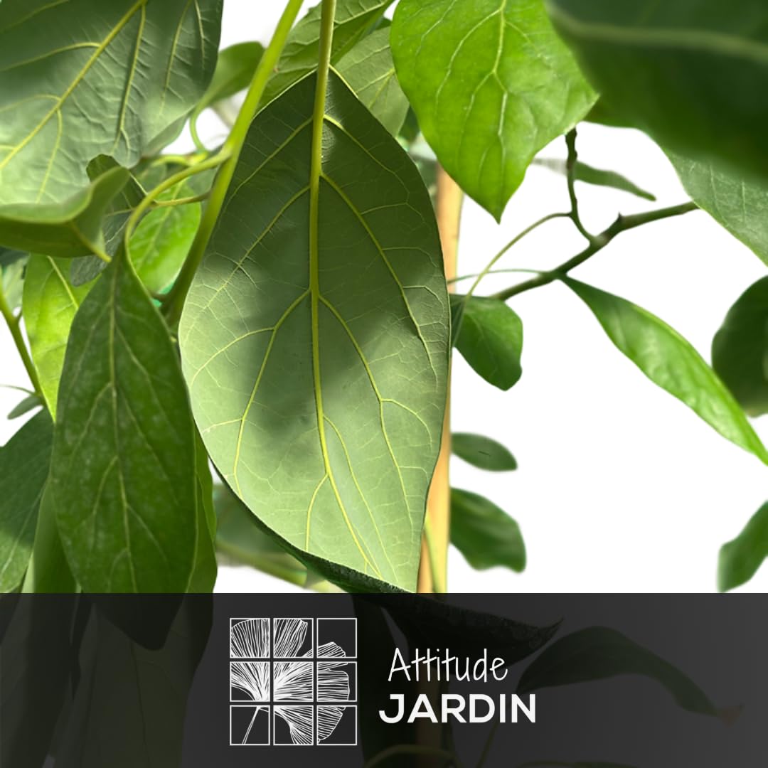 Attitude Jardin - Avocatier - hass - persea americana - arbre fruitier - 180-200 cm - ⌀ 35 cm