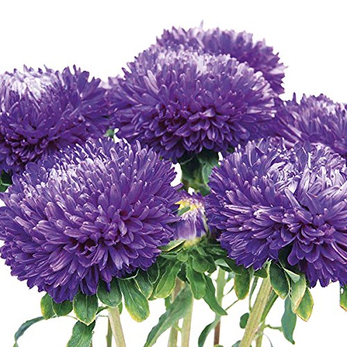 M-Tech Gardens Rare Aster"Balloon Blue" Hybrid 30 Seeds Pack (Huge deep blue domed blooms)-image-41