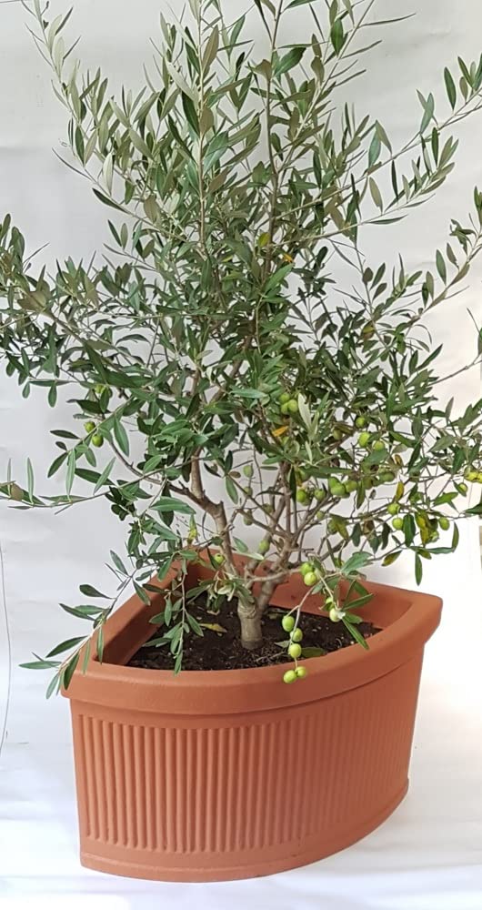 Garden Italia Vasi Vaso per piante Angolare millerighe basso FAM Lato 47 cm alt.40 cm in resina colore terracotta - Made in Italy per esterni e interni - antiurto - leggero