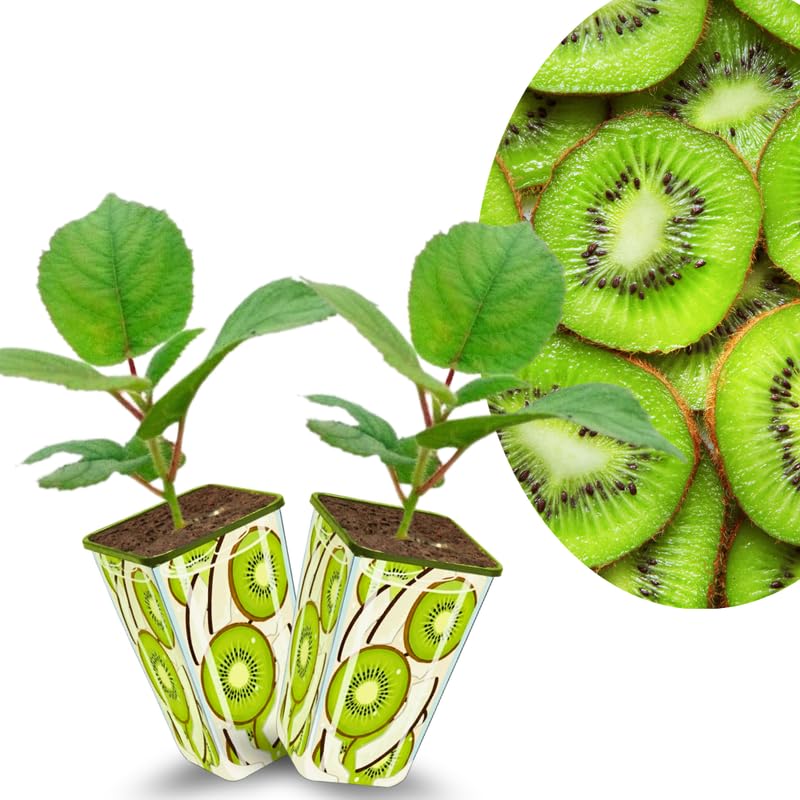 Kiwi Vine Live Plant, Long Flowering Male Kiwi Vine Hardy in Zones 4-9, Come in 2.5' Pot, Tasty Kiwi Plants for Spring Fast-Growing, High Yield