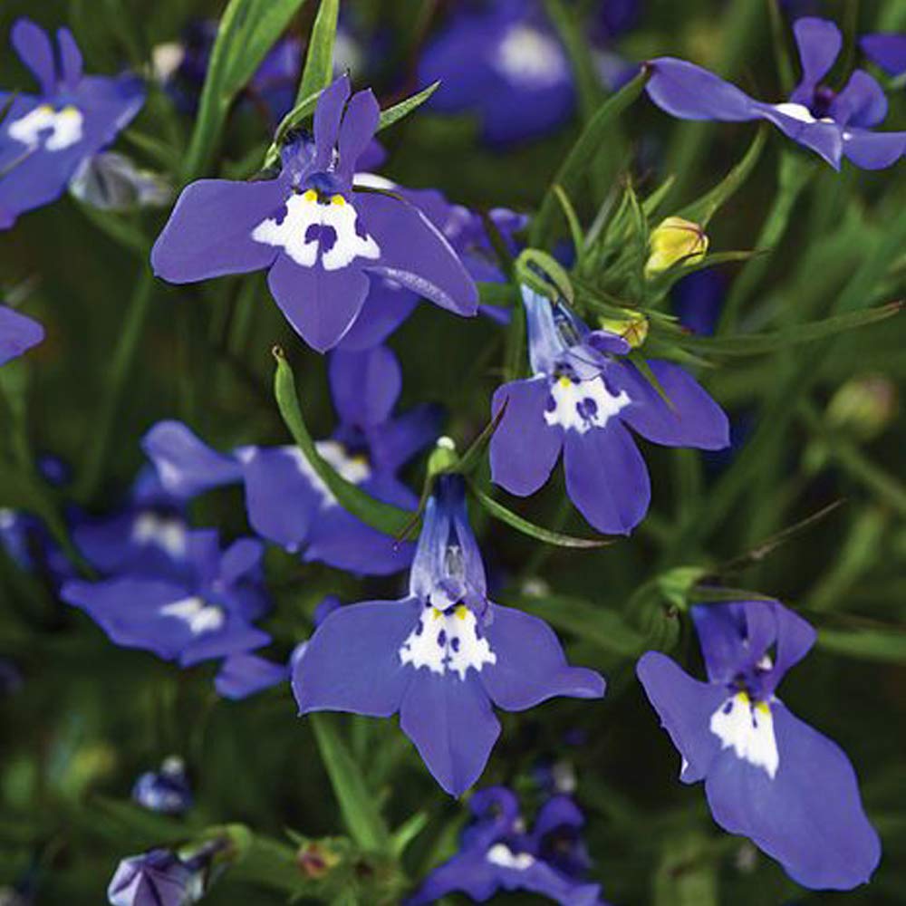 Lobelia Seeds 'Sapphire Cascade' Half-Hardy Annual Flowering Garden Plants Easy to Grow Your Own at G 1 Packet (1000 Seeds)