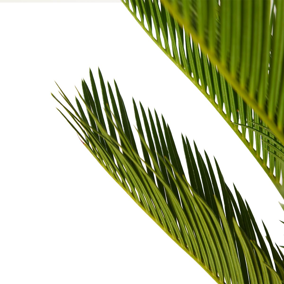 Bloomique - 2er Set - Cycas Revoluta - Palmfarn - Sagopalme - Palme - Sehr Pflegeleicht - Höhe 60-70 cm - Topf 17 cm