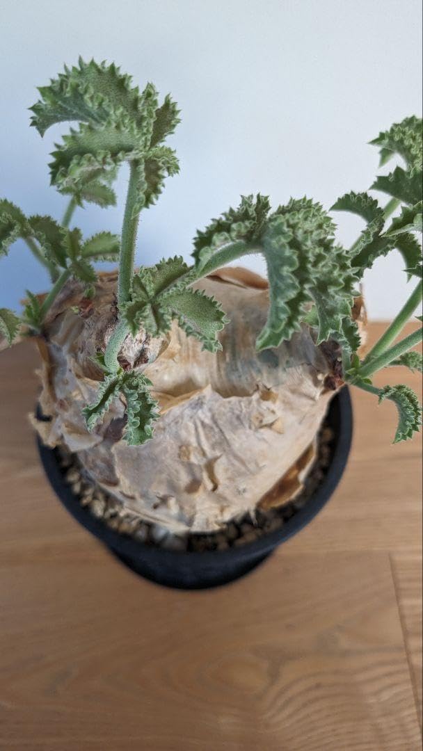 Amazon.co.jp: キフォステンマ マクロプス Cyphostemma uter macropus 