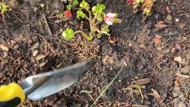 Amazon.com: Garden Tools, 8 Piece Heavy Duty Gardening Tools Set Amazon.com: Garden Tools, 8 Piece Heavy Duty Gardening Tools Set