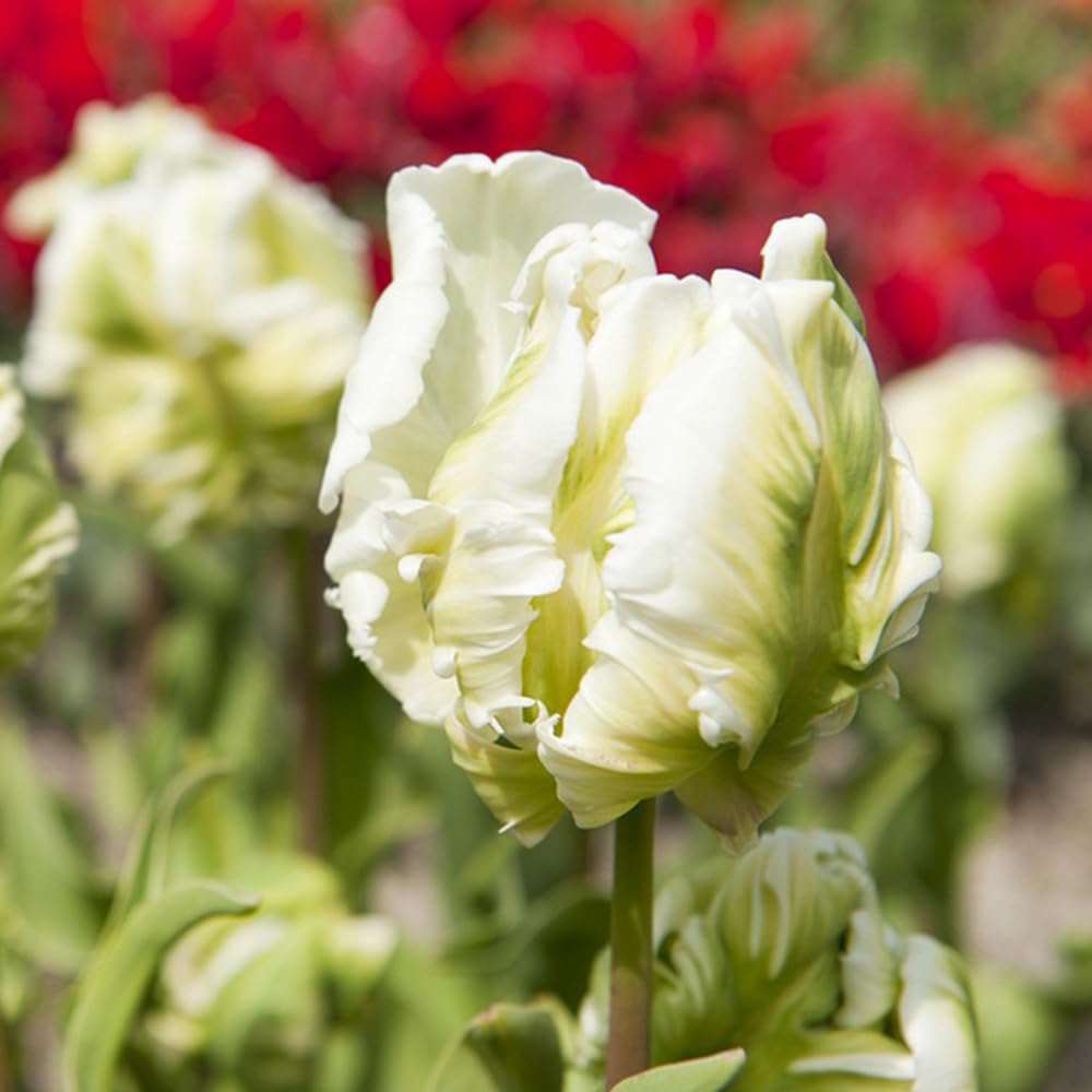 Bulbos de tulipán de alta resistencia para decoración de otoño en balcón, 20 uds