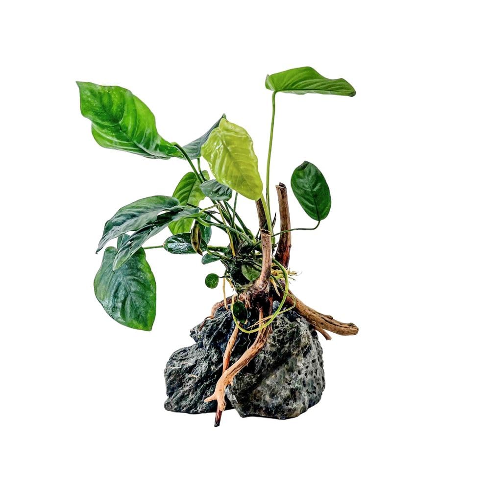 AquaOne Anubias barteri Plante sur racine de moorcie avec pierre Seiryu Décoration d'aquarium Plante aquatique Racine Roche Mini paysage Aquascaping Facile d'entretien