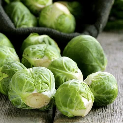 Miniatura 5 de Fosters Pickled Brussel Sprouts - Original- 16oz (paquete de 2) - Bruselas en escabeche son frescas, sin gluten, sin grasa y sin conservantes -