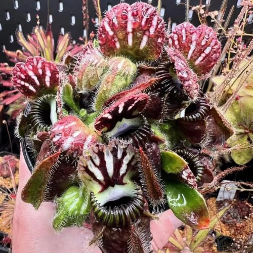 semillas de Cephalotus follicularis - Jardín exótico en miniatura Carnívoro decorativas de interior fáciles cuidar invernaderos balcón en 10pcs
