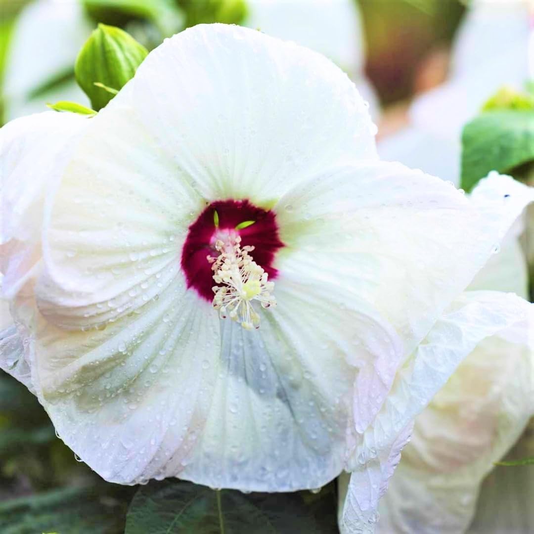UIOTER Hardy Luna White Hibiscus Bareroot