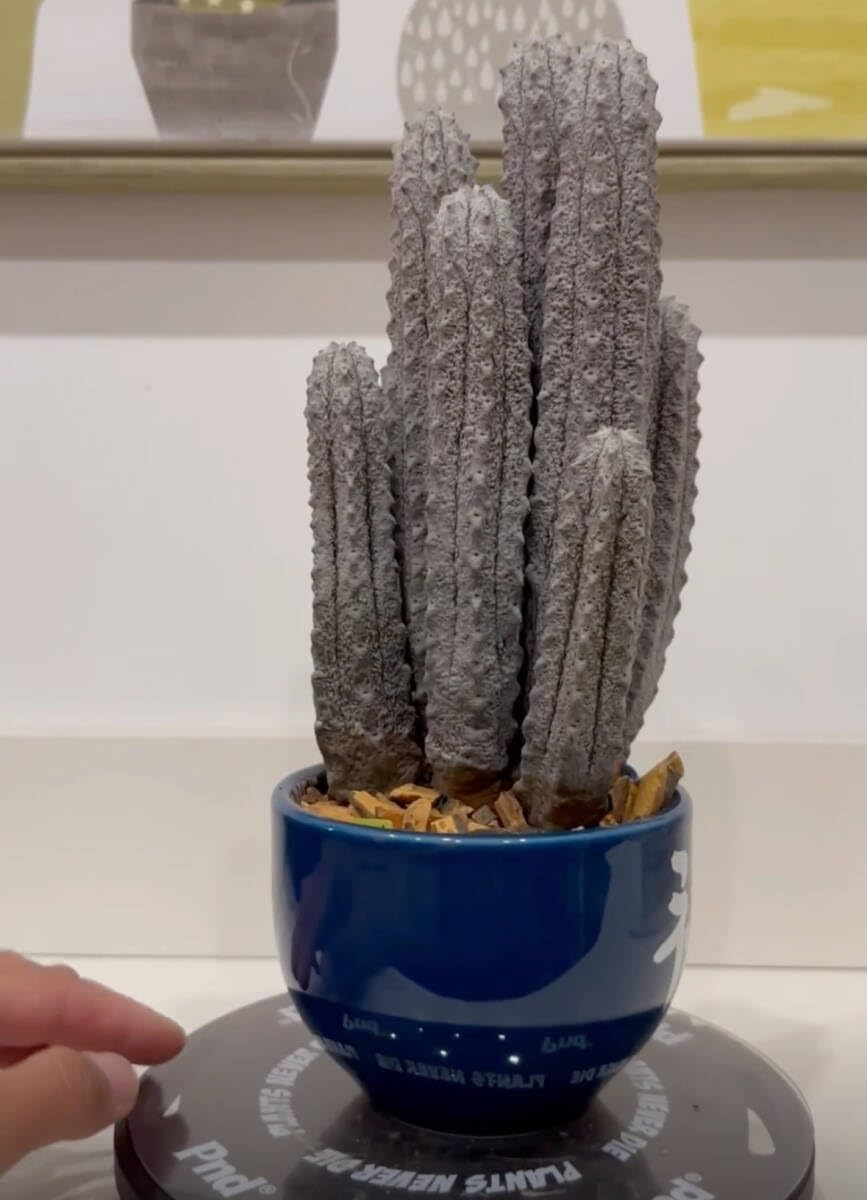 Amazon.co.jp: NO.1ユーフォルビア アブデルクリ Euphorbia