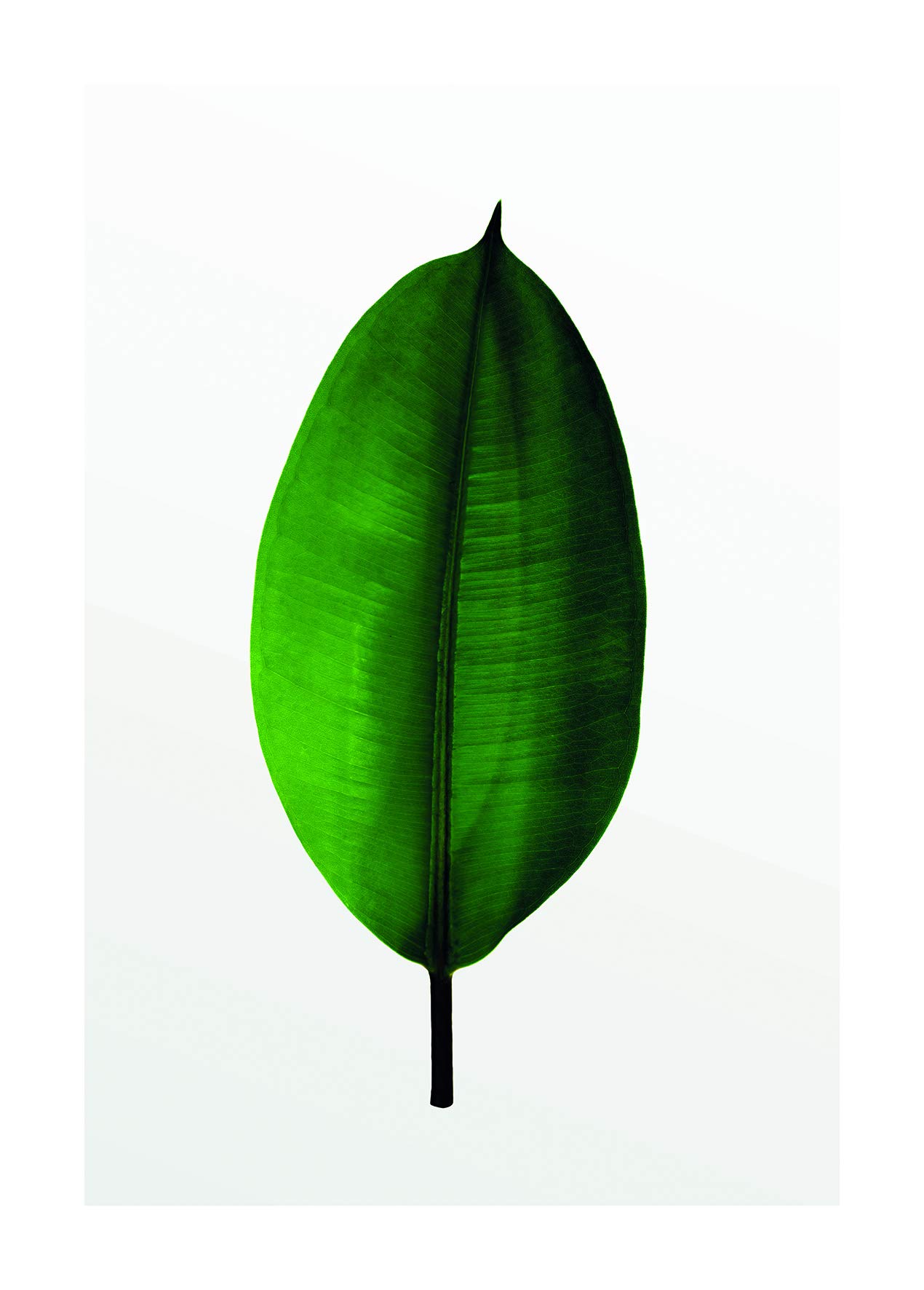 Komar Wall Picture, Green, White, 50 x 70 cm