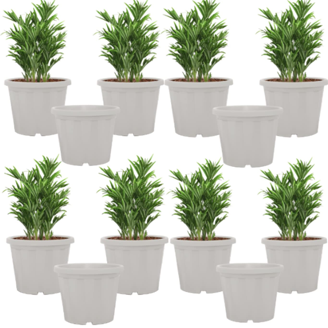 See full amazon price history chart for Garden Art White Plastic Flower Pot Planter (6 inch, Pack of 12) for Gardening, Indoor/Outdoor Planter-White 12 Pieces Plastic Flower Pot with Drainage Holes Round Planter Pot Garden Art White Plastic Flower Pot Planter (6 inch, Pack of 12) for Gardening, Indoor/Outdoor Planter-White 12 Pieces Plastic Flower Pot with Drainage Holes Round Planter Pot (B0BRSQ3QV1) Amazon Price History, Amazon Price Tracker