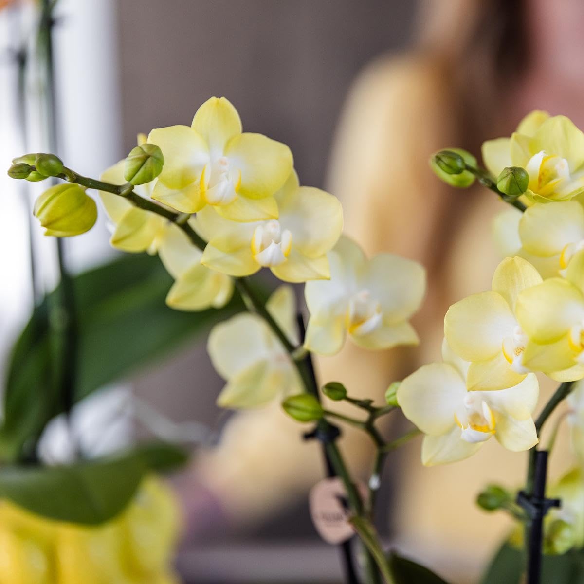 KOLIBRI Orchids,Orchidée phalaenopsis jaune – Mexique – Diamètre du pot : 9 cm,Plante d'intérieur à fleurs – Fraîcheur du producteur