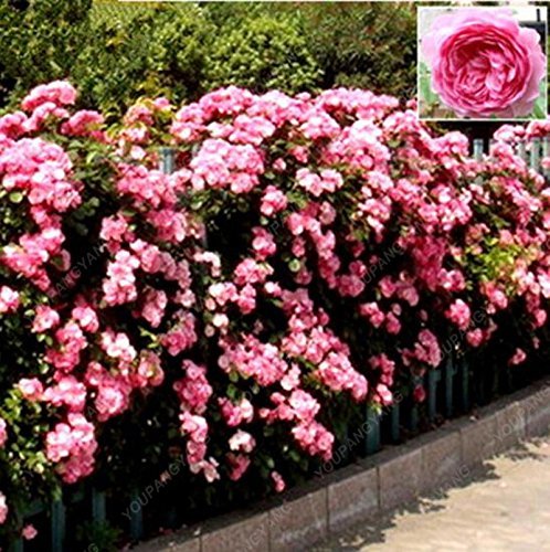 Mélanger des graines de plantes grimpantes Polyantha Rose DIY Maison Jardin Cour Pot Graines de fleurs Belles graines de bonsaï Blanc Paquet de 500 graines