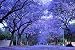 Blue Purple Jacaranda Jacaranda Mimosifolia Tree Shrub Heirloom 30 Bulk Seeds