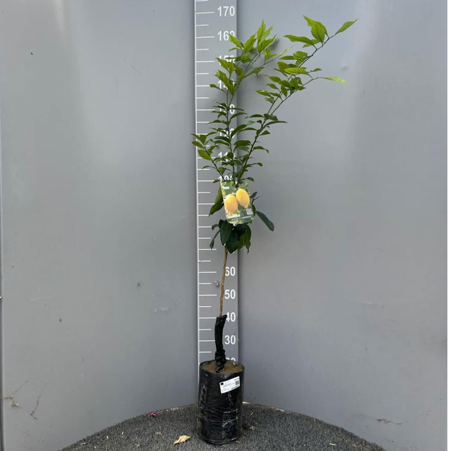 SAVINI VIVAI Pianta di Limone Albero Agrumi Limone Ovale di Sorrento in Fitocella Altezza 100-120 cm di 1 anno di Innesto Made Italy