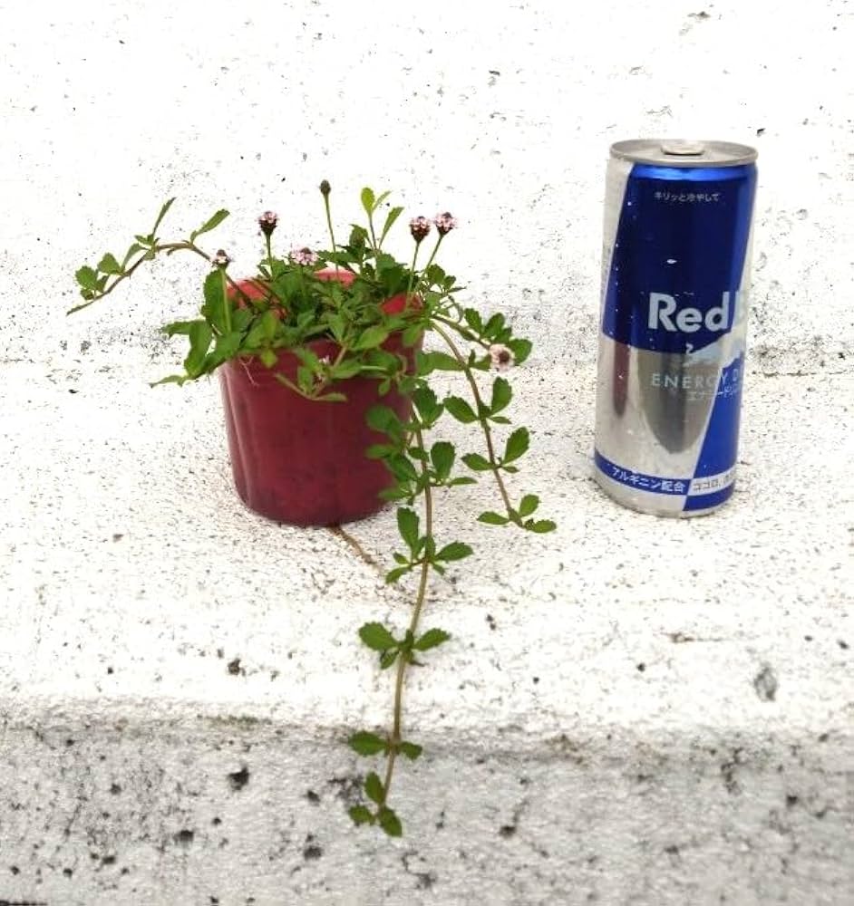 ケツヨ　　ヒメイワダレソウ　10キロ Amazon.co.jp: 「 ヒメイワダレソウ 10ポット 」苗 9cmポット 姫