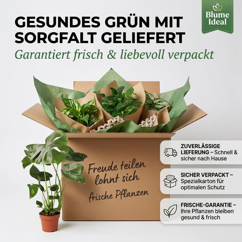 “EasyCare” Pflanzenset + 7x Zinktopf | 7er-Set | Monstera, Sansevieria, Efeutute, Grünlilie, Adansonii, Areca, Spathiphyllum | ca. 30-60 cm | Ø 12-15 cm Topf | Pflegeleichte Zimmerpflanzen