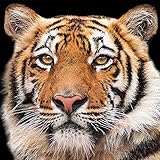 Umwelt: Die Herstellung findet nur aus umweltfreundlichen Rohstoffen statt und sind biologisch abbaubar
