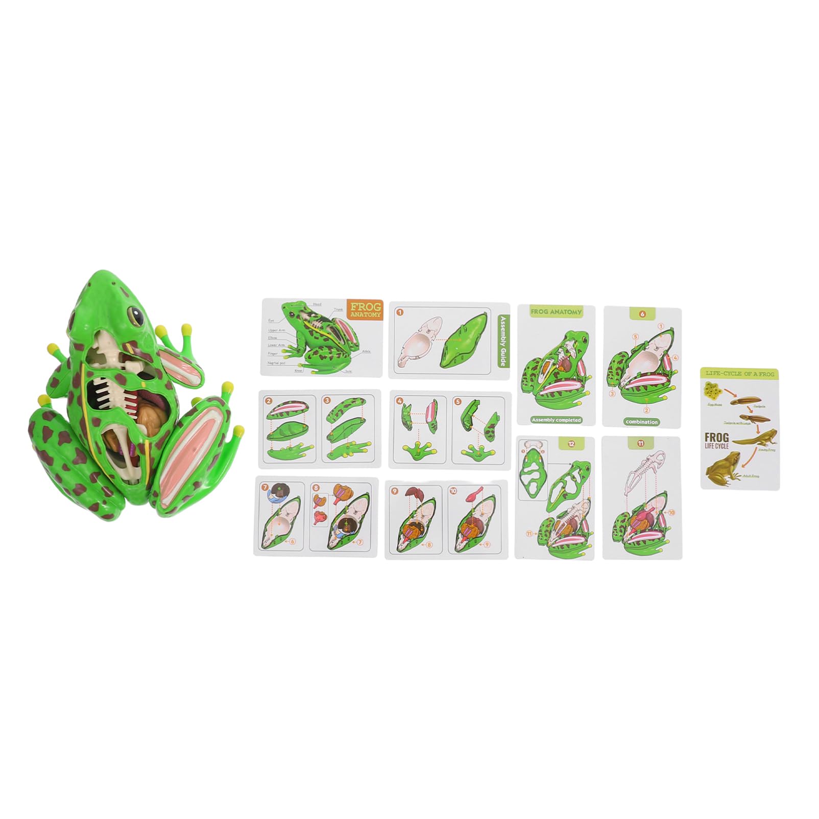 Grenouille Modèle Outils Pour Pour L'Aide À L'Étude D'Anatomie Grenouille Souvenirs Grenouille Anatomie Réplique Réaliste Grenouille Réaliste Grenouille 3D Puzzle Grenouille