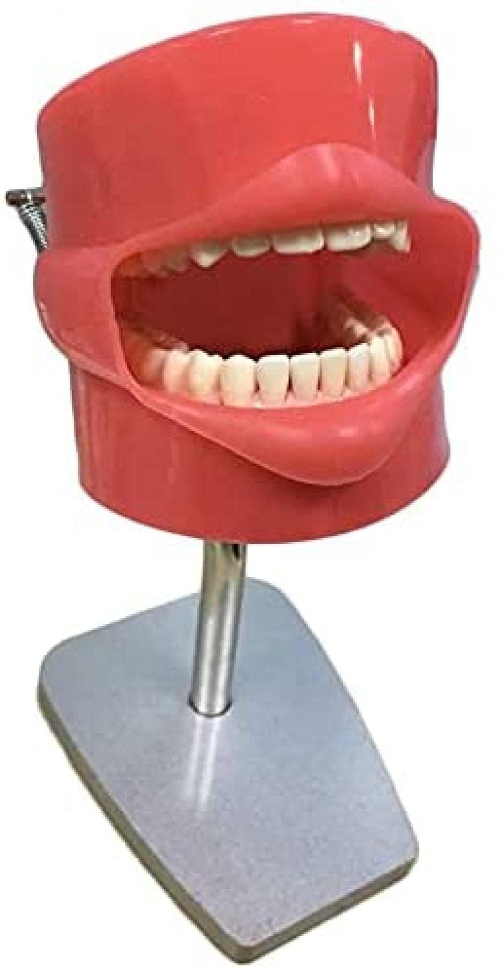 NaoSIn-Ni Model zębów stomatologia przygotowanie zębów model szkolenia głowa opieka zdrowotna dentysta forma do higieny jamy ustnej pomoce dydaktyczne