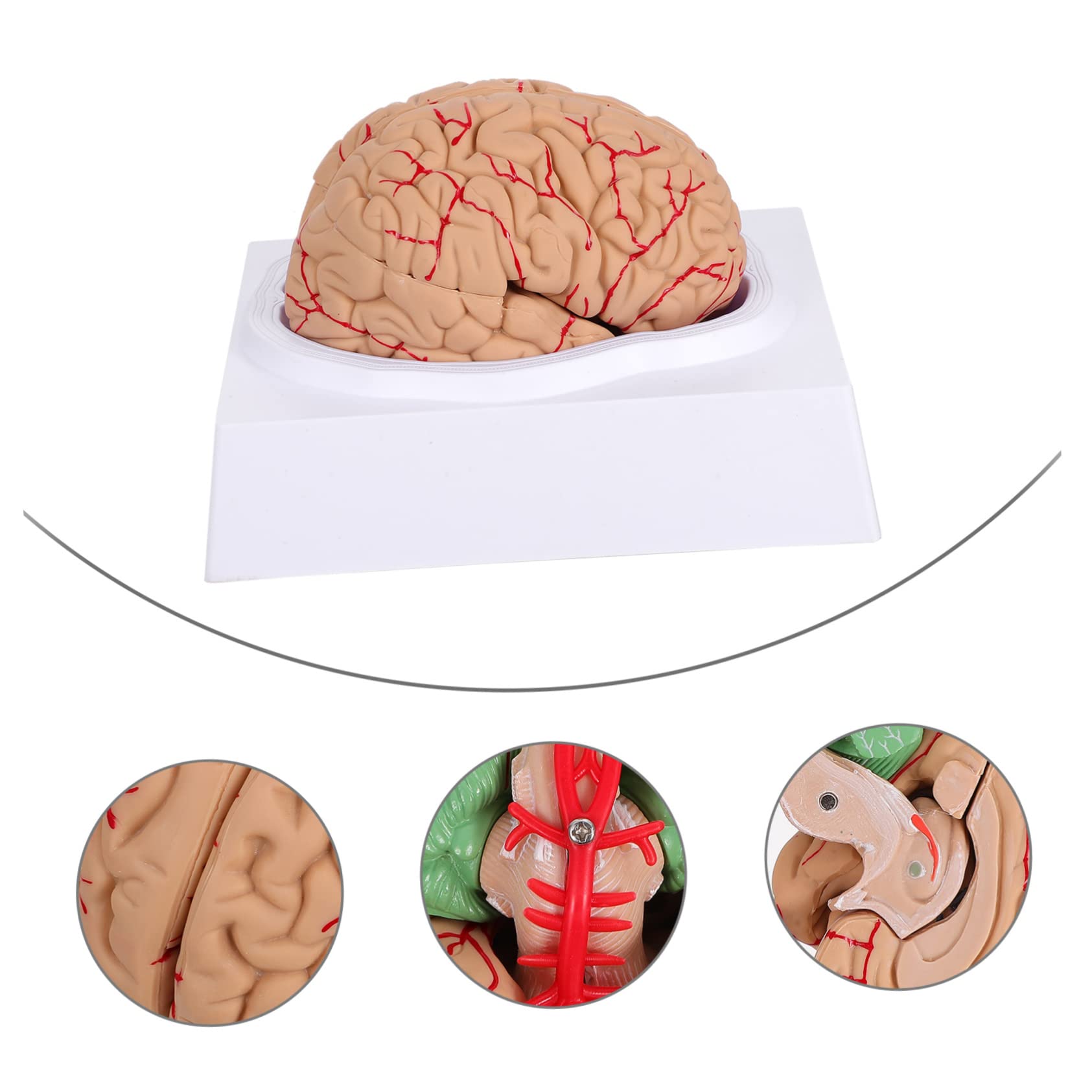 Ciieeo 1pezzi Modello Anatomico di Cervello Umano Cervello Anatomico Scientifico Modello per Aula per Insegnamento Realizzato Materiali di Buona Qualità