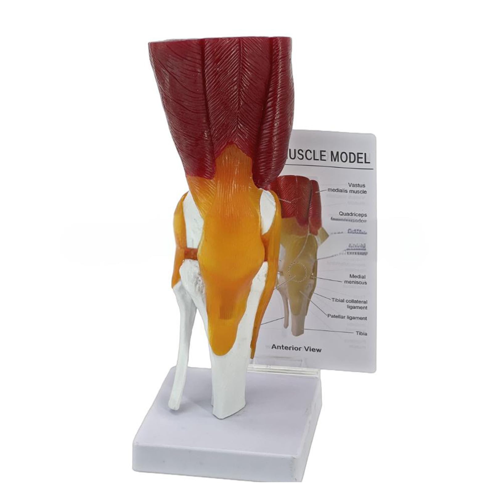XuQiZZpp Human Knee Joint Model for Teaching Display Practical Human Knee Anatomy Model with Ligaments School Supplies