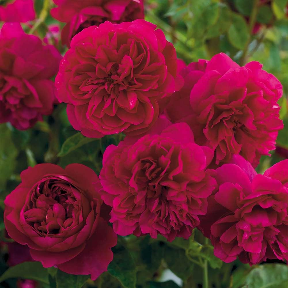 Heirloom Roses David Austin English Rose - Thomas à Becket® David Austin Red Rose For Outdoor Gardening
