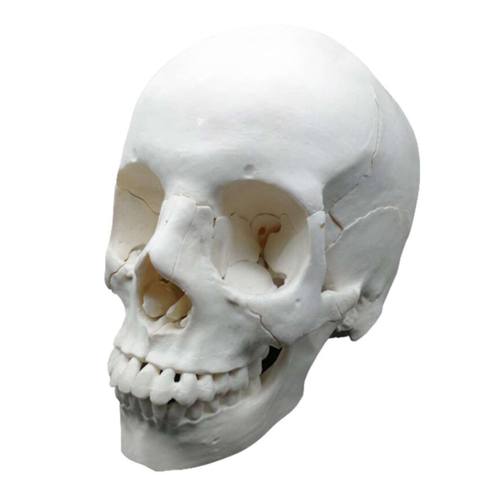 Sjdopulse White Human Adult Skull Anatomical Model, Life Sized - Detachable 22 Part - Shows Most Major Foramen, Fossa, And Canals - Includes Full Set Of Teeth
