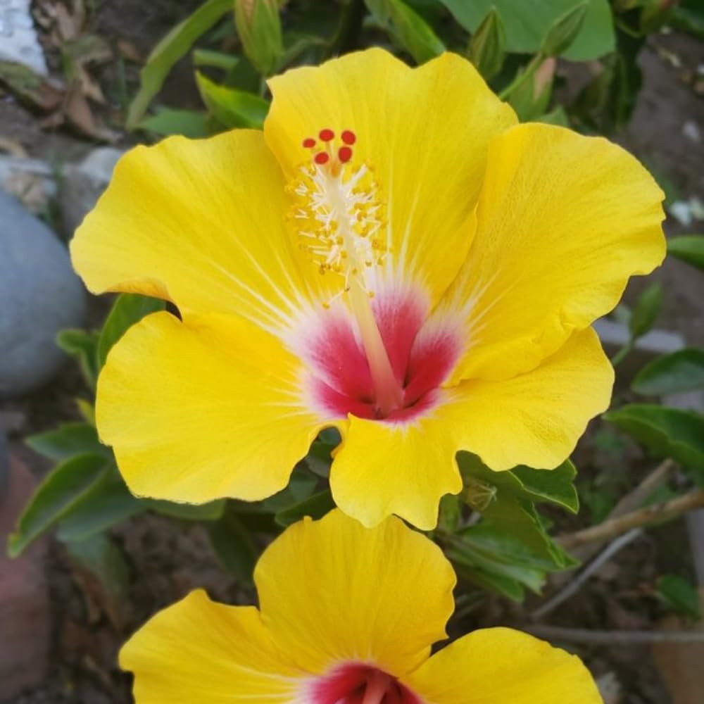 4 Hardy Hibiscus Plants Live, Yellow Hibiscus Flowers Plant, Hibiscus Live Plant Indoor, 3 to 5 Inc Tall Seedling
