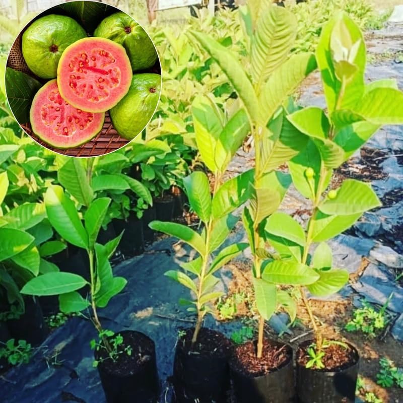 Pink Guava Fruit Tree, 10 to 14 Inches Tall, Tropical Guava Tree Plant for Garden or Patio, Well-Rooted, No Pot