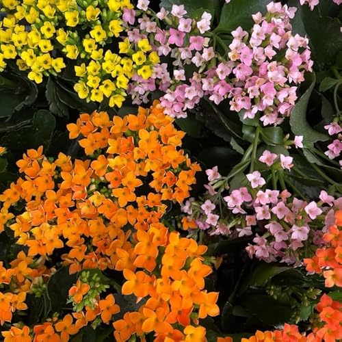 1000 pcs Kalanchoe blossfeldiana Seeds - Vibrant Blooming Drought Resistant