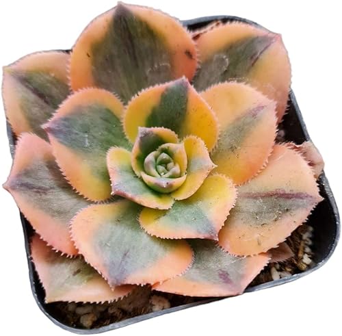 Miniatura 8 de FOLIAGEMS Plantas de cactus suculentas vivas de USKC (maceta de 2 pulgadas) (jade tigre de crassula)