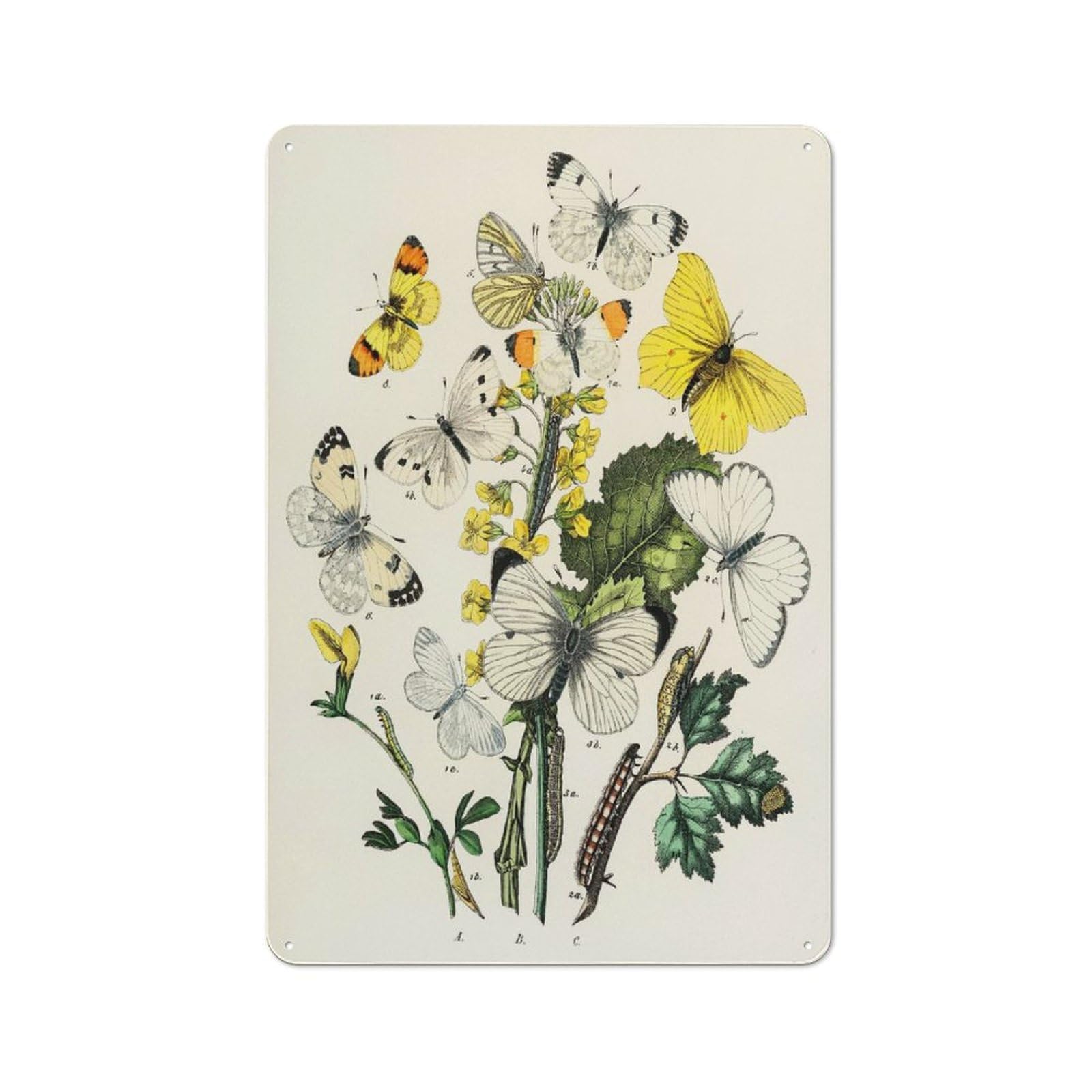 Junmoney Style-13 Modern Vintage Vintage Butterfly And Caterpillar Illustration Office Metal Sign 30X20cm, Creative Space Decor For Hobby Room, Office, Lounge Or Living Room