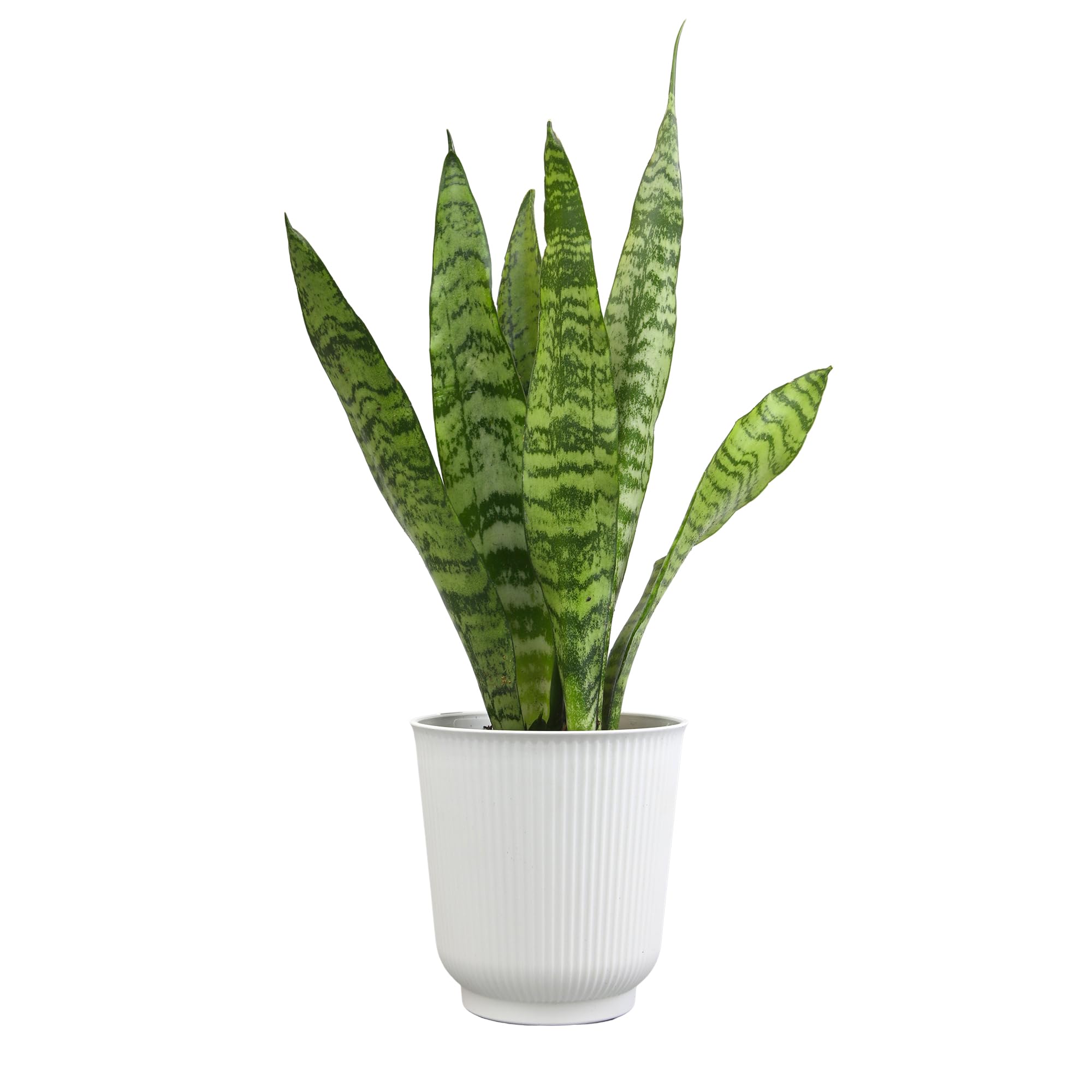 Amazon.com : Altman Plants Variegated Snake Plant Decor