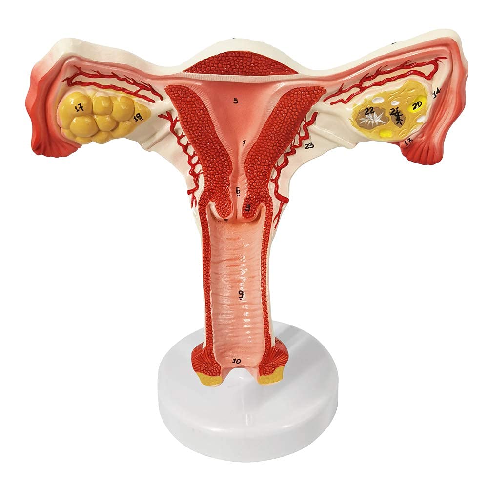 Amazon.co.jp: EVOTECH SCIENTIFIC 子宮卵巣モデル 受精から出生