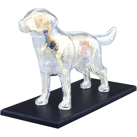 Amazon スカイネット 立体パズル 4d Vision 動物解剖 No 12 犬解剖スケルトンモデル 立体パズル おもちゃ Amazon スカイネット 立体パズル 4d Vision 動物解剖 No 12 犬解剖スケルトンモデル 立体パズル おもちゃ
