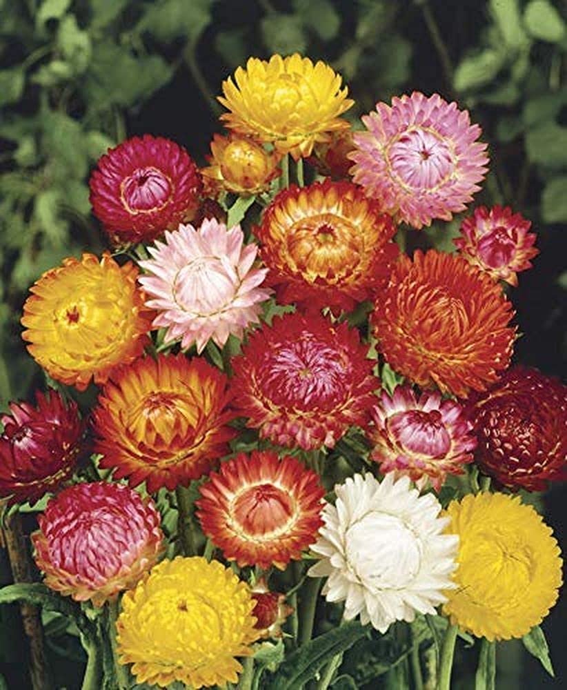 PLANTOGALLERY Helichrysum (Pepper Flower) F1 Hybrid Seeds Small Pack (B09B2MBP23) Amazon Price History, Amazon Price Tracker