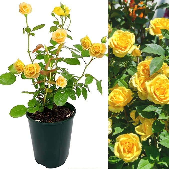 Rose Bush Sun Flare - Floribunda Yellow Rose Bush for The Garden in a 3 Litre Pot (1 Plant)