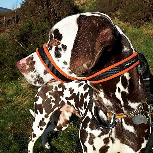best headcollar for dogs that pull
