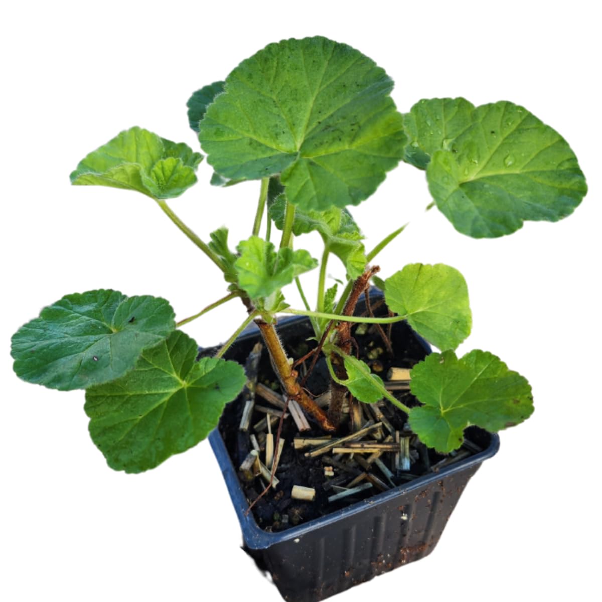 Smoke Camp Crafts Orange Scented Geranium