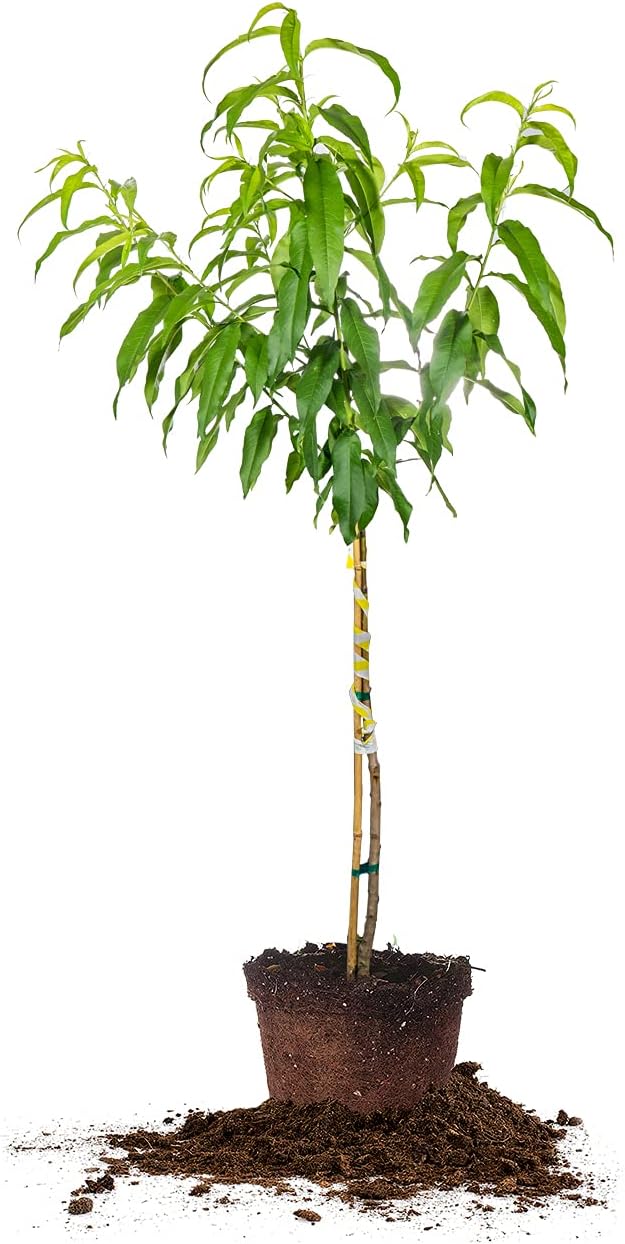 Perfect Plants Flordaking Peach Tree 4-5ft. Tall | Large Fruit | Heavy Producer