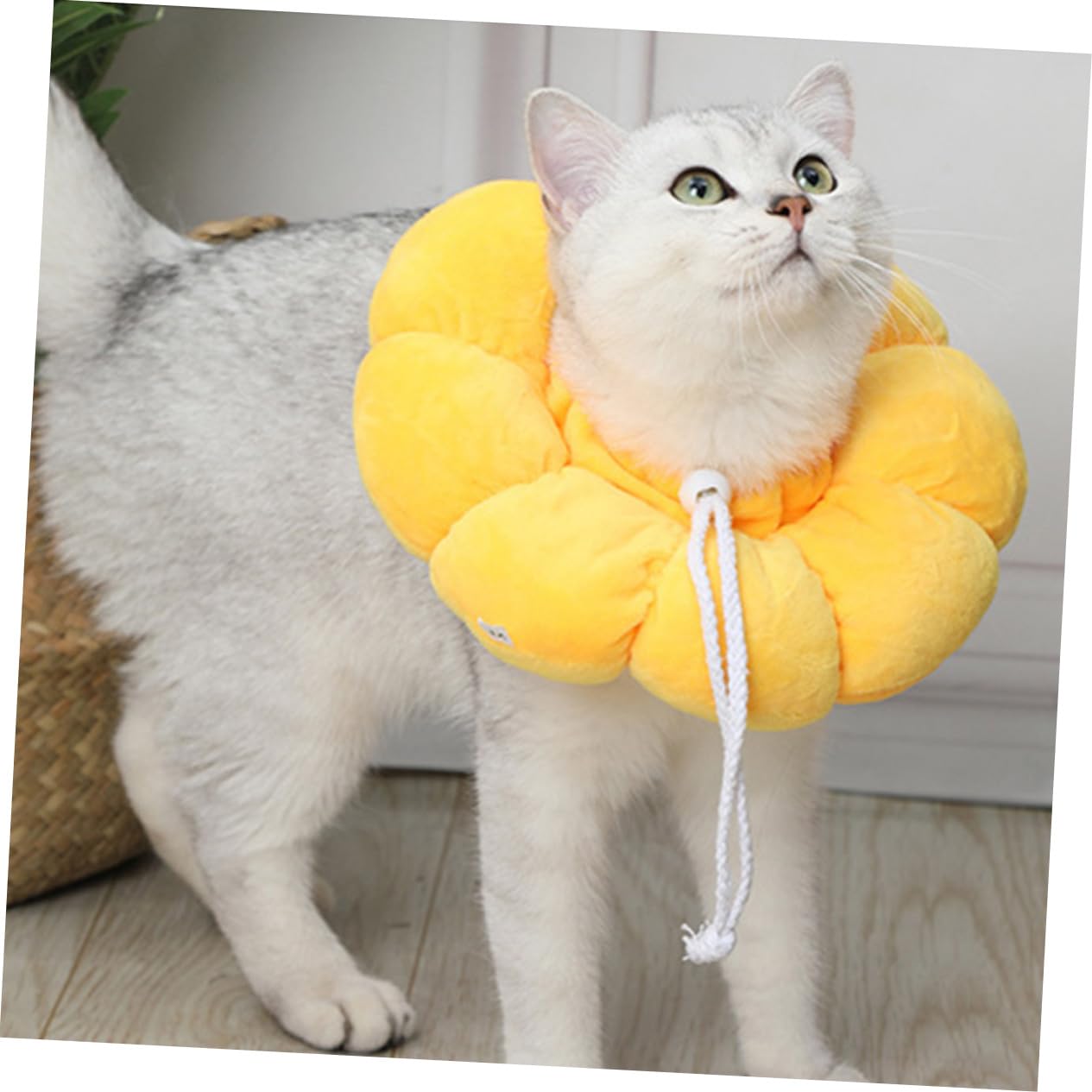 Amazon | INOOMP 猫用復コーン カラー 舐め防止 噛み防止 首輪 手術後