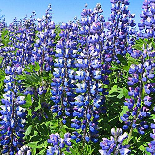 Lupine Zaden, 30 Stks/zak Bloemzaden Jaarlijkse Levendige Georgische Uitstekende Producerende Blauwe Lupinus Texensis… - Afbeelding 4