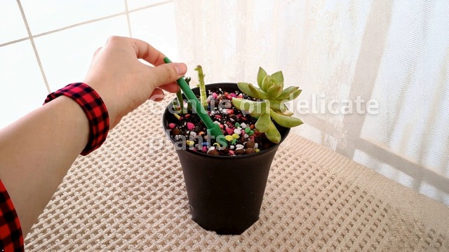 Juego de 2 Mini Herramientas de Jardín Verdes para Trasplante miniatura 7