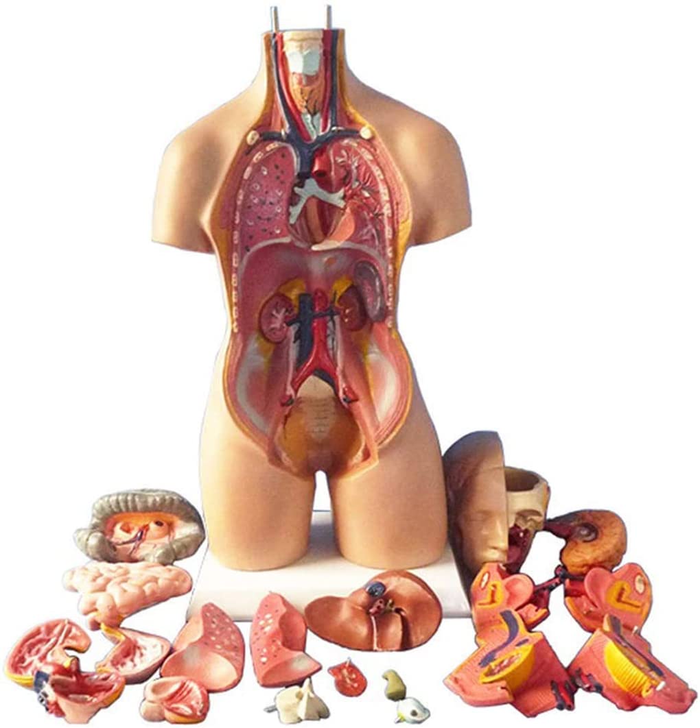 Modelo de anatomía del torso humano con órganos internos, cavidad torácica para educación y enseñanza